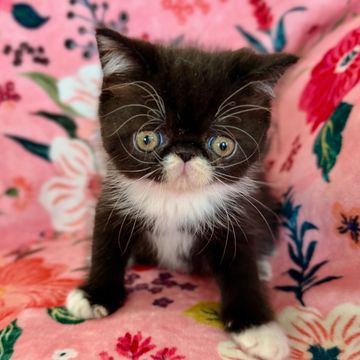 Tuxedo ESH kitten