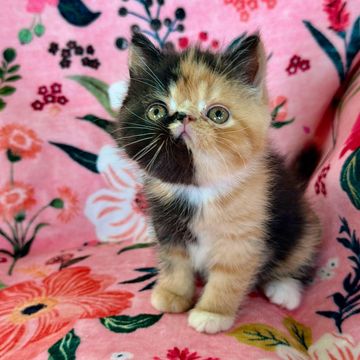 Calico exotic shorthair kitten