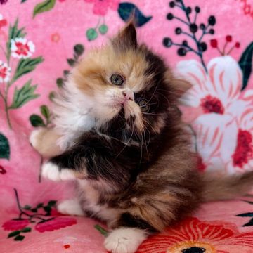 Beautiful Persian kitten calico