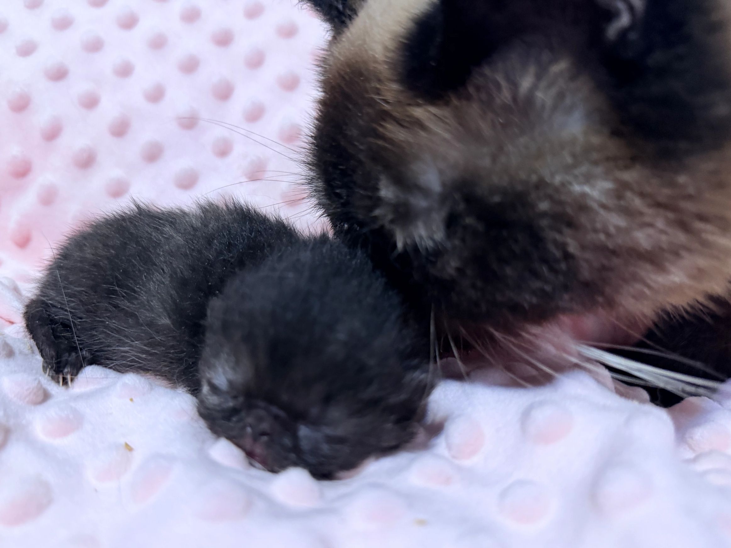 Mother and baby exotic shorthair kitten