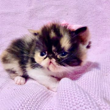 Calico ESH