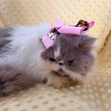 Lilac Persian kitten