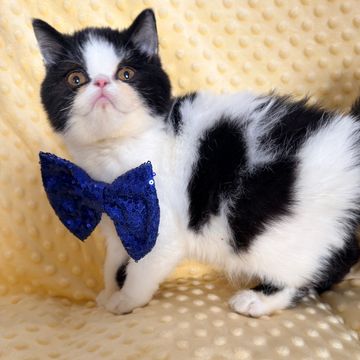 Black white van ESH kitten