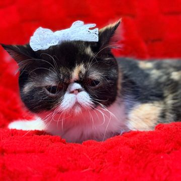 Calico ESH kitten