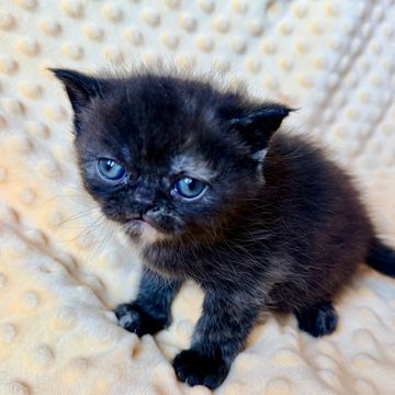 Tortoiseshell exotic shorthair doll face kitten