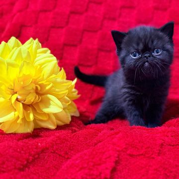 Solid black ESH kitten