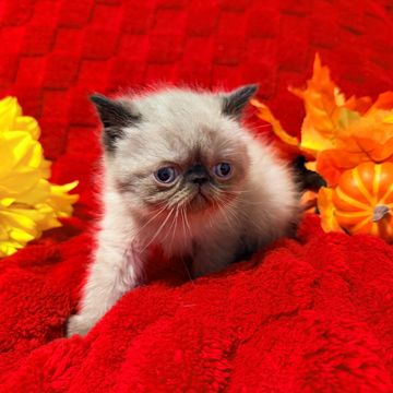 Seal point ESH kitten