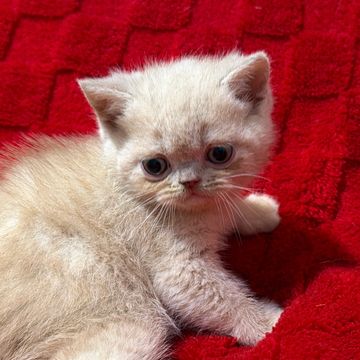 Cream exotic shorthair