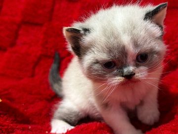 Tortie point bicolor ESH kitten