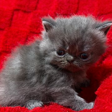 Blue exotic shorthair kitten