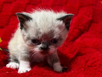 Seal point bicolor ESH kitten