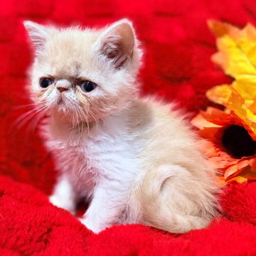 Cream and white exotic shorthair kitten