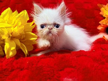 Cream point ESH kitten