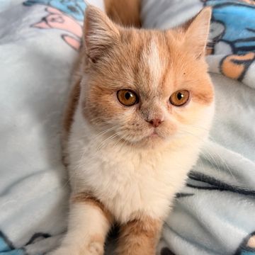 Doll face cream bicolor ESH kitten