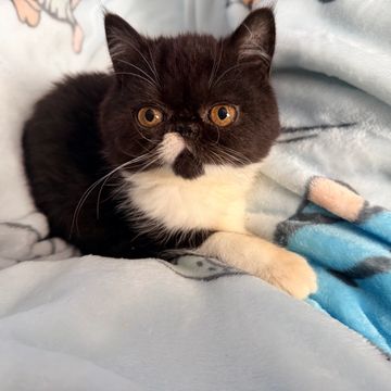 Tuxedo exotic shorthair kitten