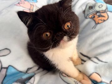 Tuxedo exotic shorthair kitten