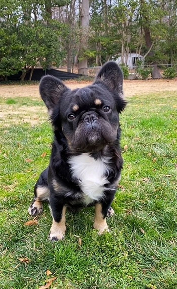 Fletcher The Fluffy Frenchie