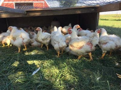 This picture of the chickens was taken about 2 to 3 weeks before they were processed.