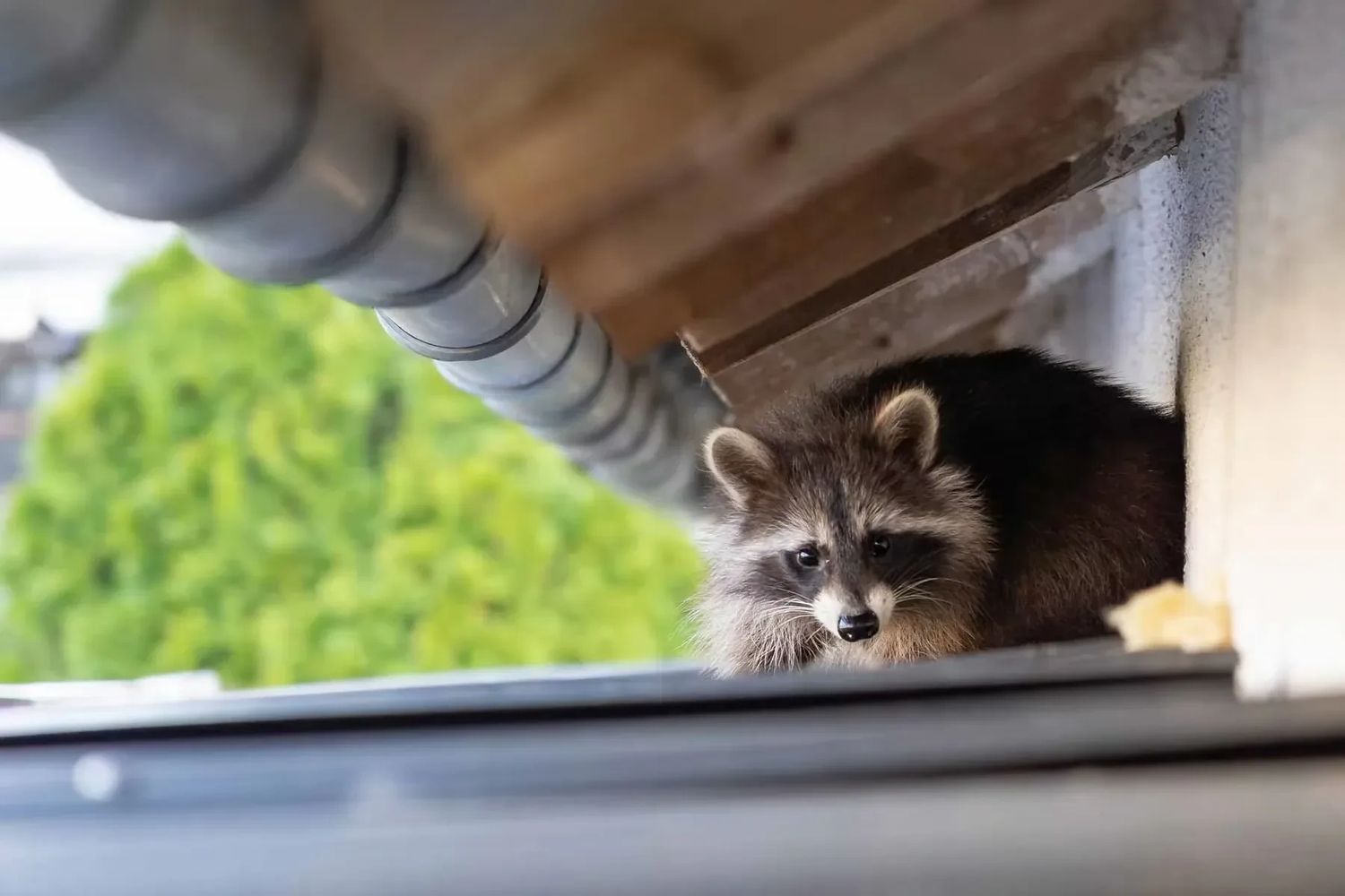 Raccoon in roof, image for wildlife removal service in northwestern ohio. Raccoon removal