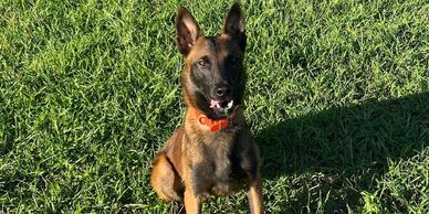 Drug Dog Malinois