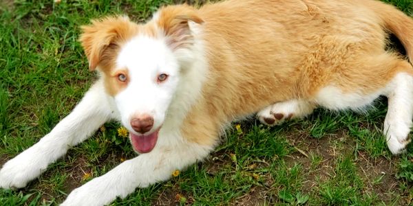 Southview border store collies
