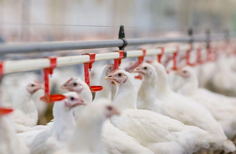 Egg Handling solutions