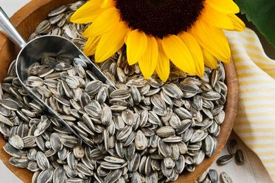 Sunflower Seeds from Ukraine