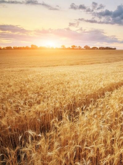 Wheat from Ukraine
