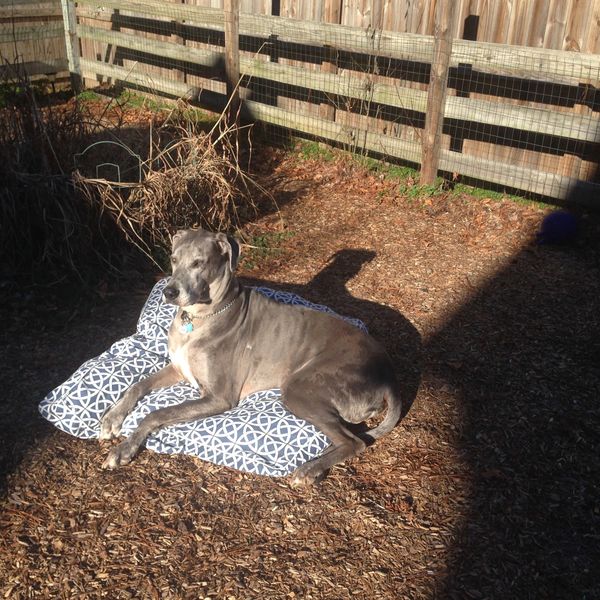 Bentley relaxing in the sun in his safety compound. 