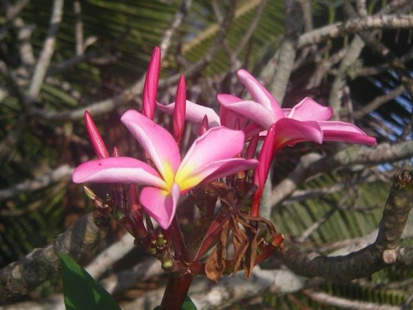 Frangipani