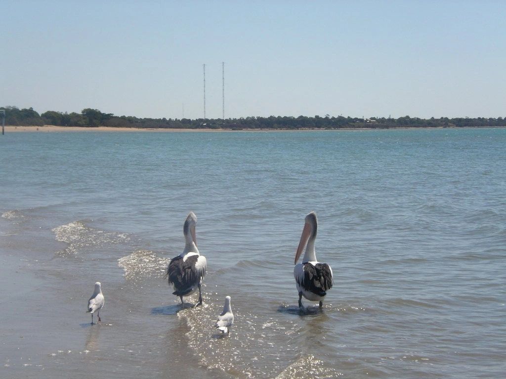 Harvey_Bay_beach2_001