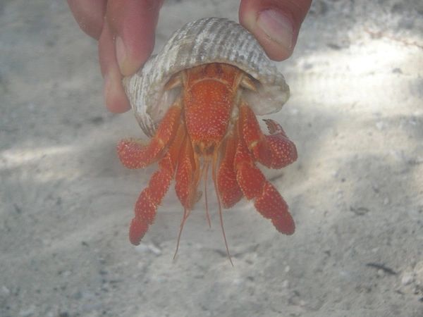 Hermit_crab2