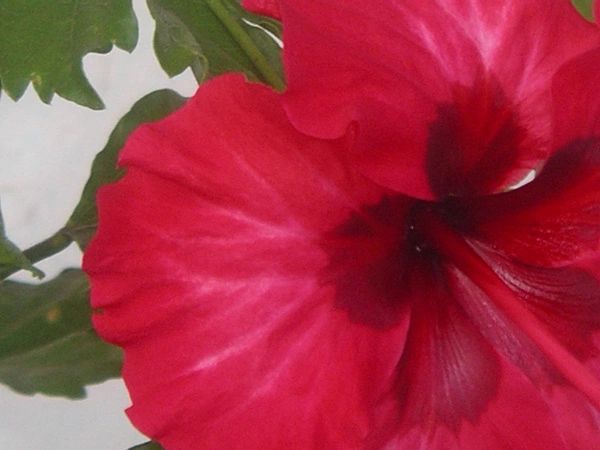 Hibiscus1_001
