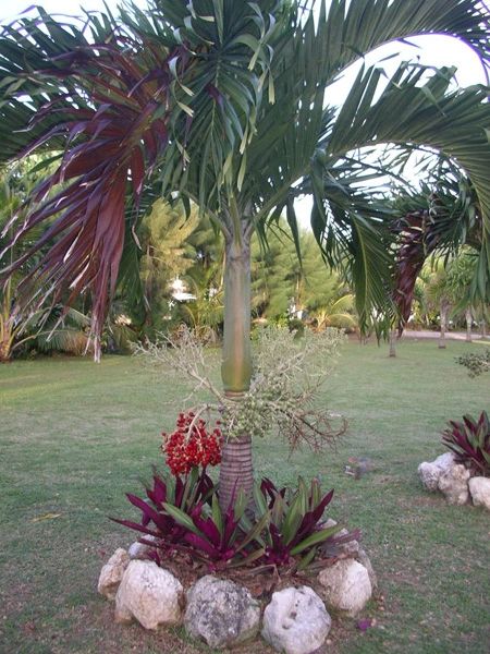 Palm_tree_001