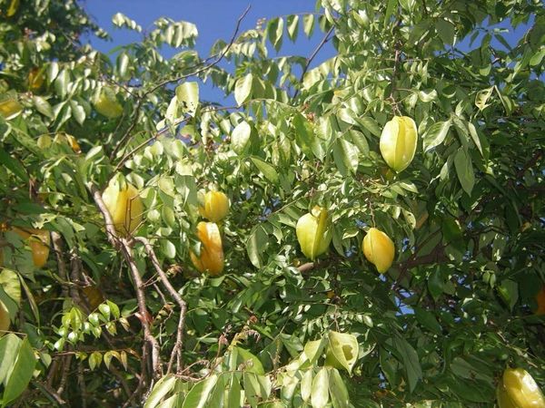 Starfruit