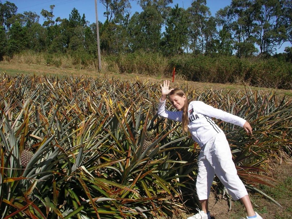 This_is_the_way_pinapple_grows