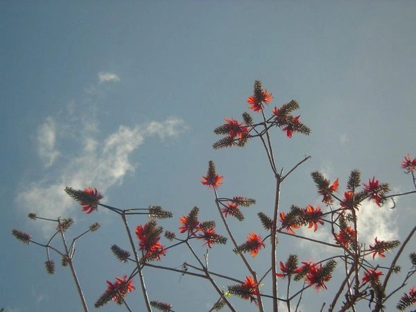 Tree_in_Rarotonga3_001