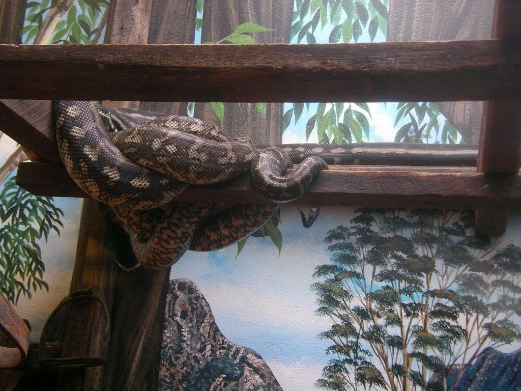 ZOO_behind_the_glass