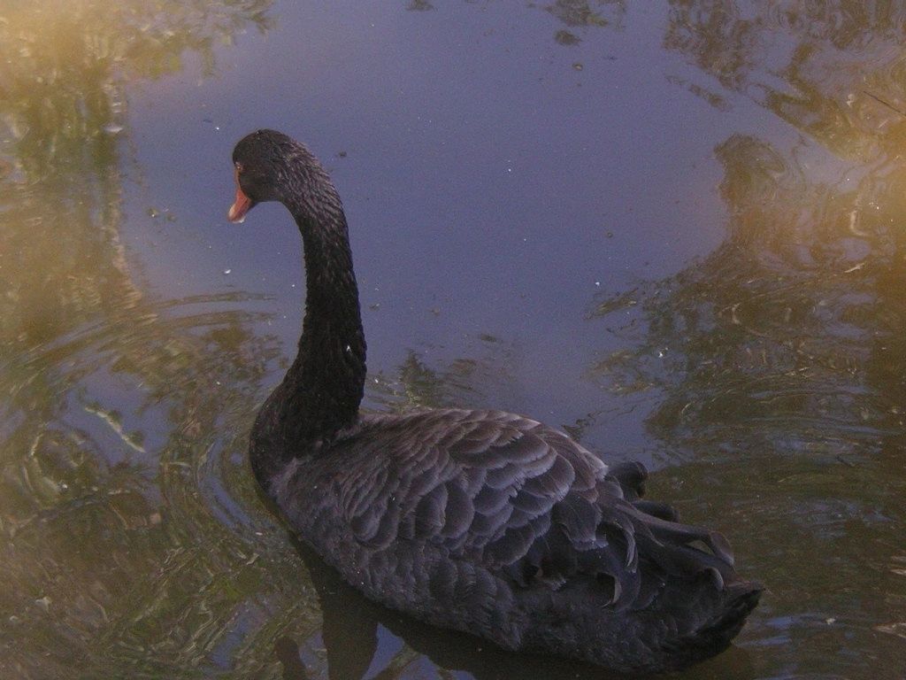 ZOO_black_swan