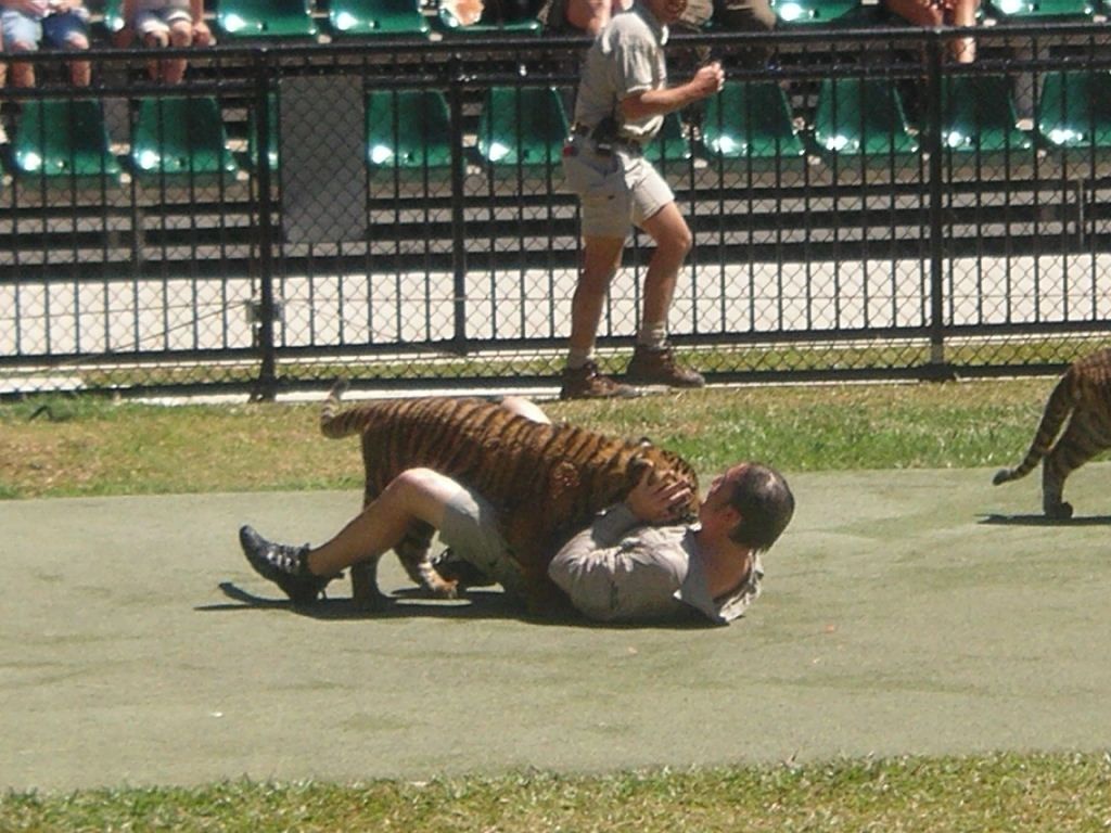 ZOO_playing_with_baby_tiger