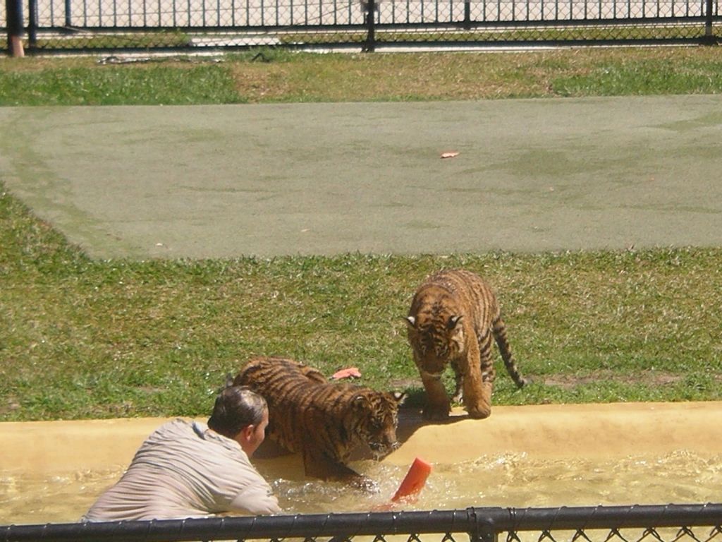 ZOO_playing_with_baby_tigers