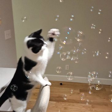 Black and white cat playing with bubbles indoors.