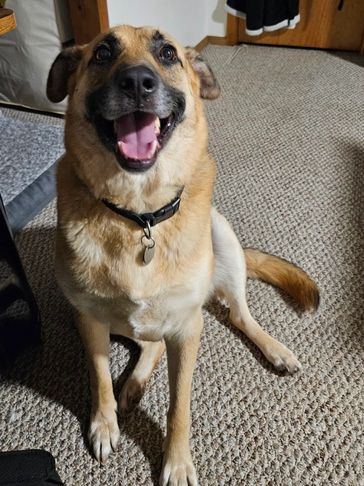 Happy dog sitting on carpet with mouth open.