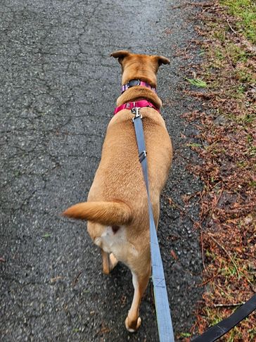 Dog walking on a paved path with a leash attached.