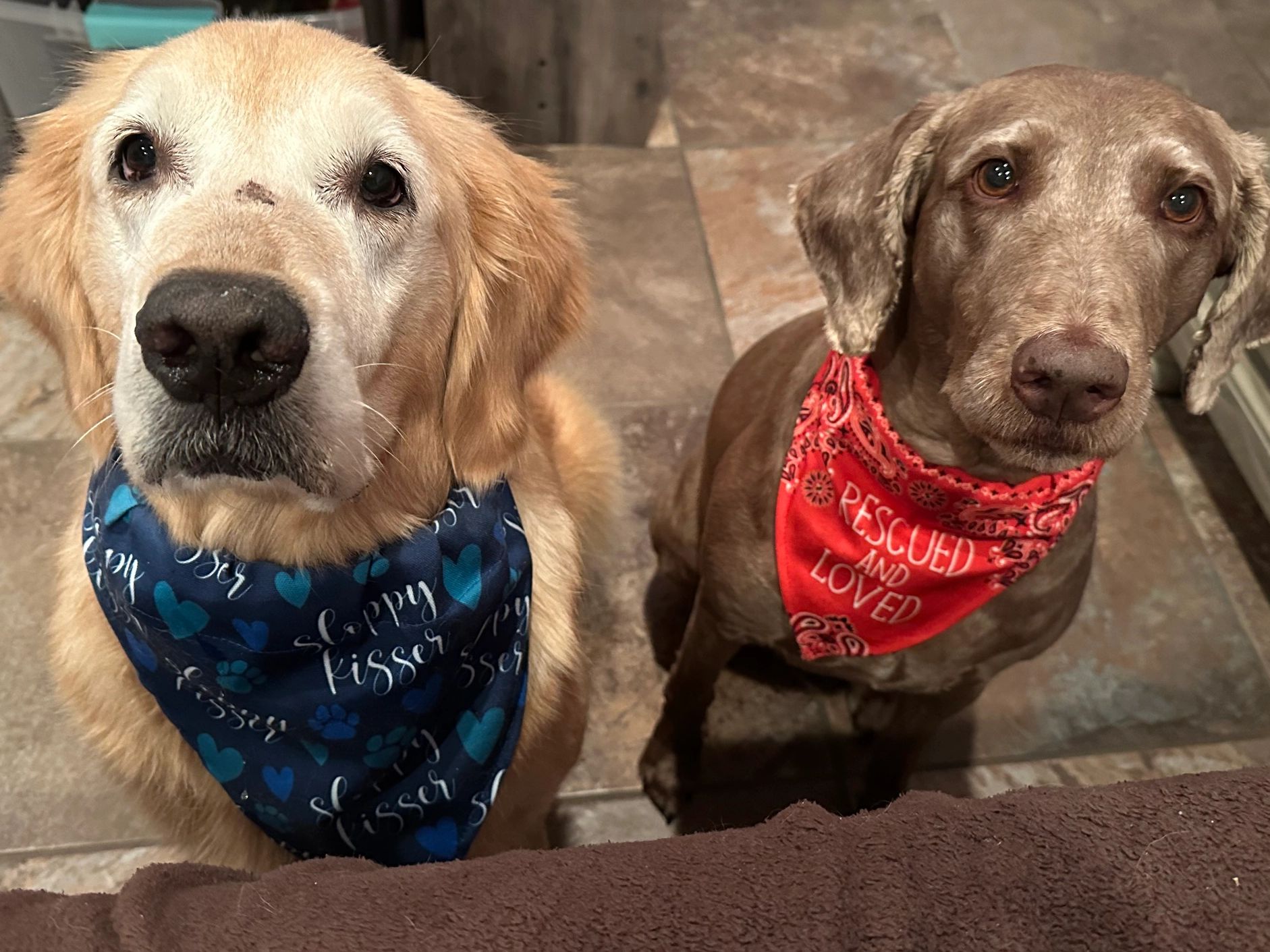🐾 Meet the girls behind Paws in Bloom—my biggest inspiration and favorite models! 🌸💗