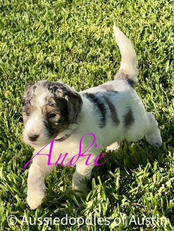 Blue Merle Aussiedoodle puppy from Aussiedoodles of Austin.