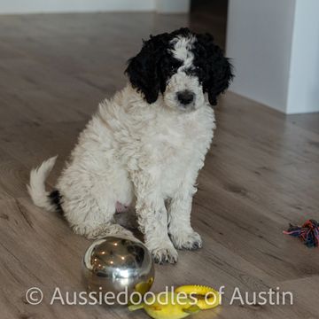 Black and white Aussiedoodle puppy from Aussiedoodles of Austin.
