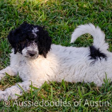 Black and white Aussiedoodle puppy from Aussiedoodles of Austin.