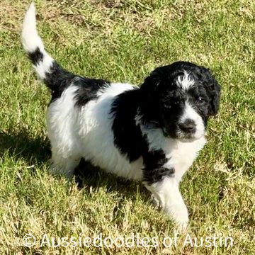 Black and white Aussiedoodle puppy from Aussiedoodles of Austin.