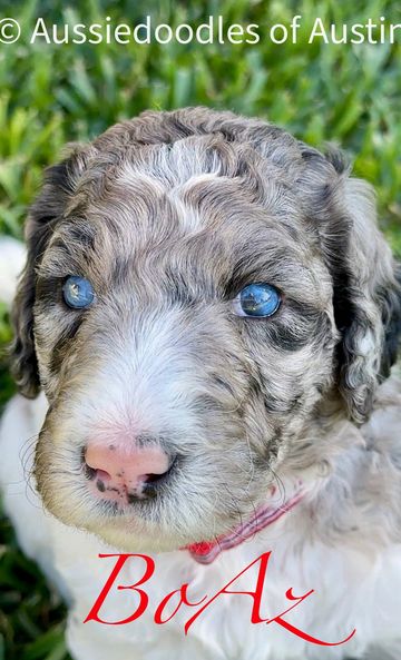 Blue Merle Aussiedoodle puppy from Aussiedoodles of Austin.